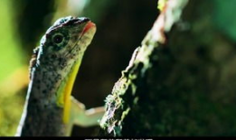 蝌蚪短视频,捕捉生活瞬间，展现多彩世界