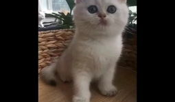 猫咪短视频下载,短视频带你领略猫咪魅力瞬间